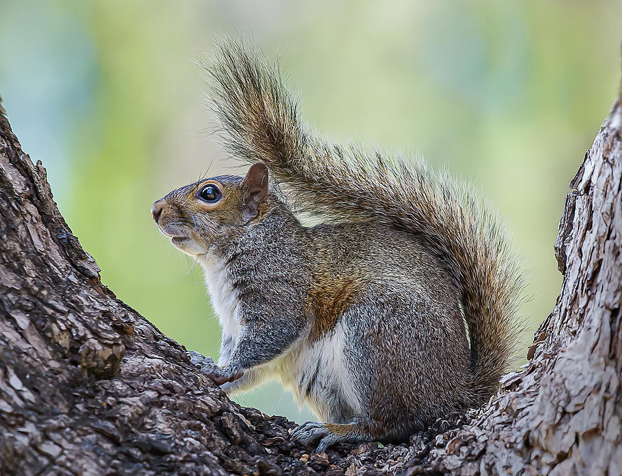 A Curious Squirrel Photograph by Sylvia Goldkranz