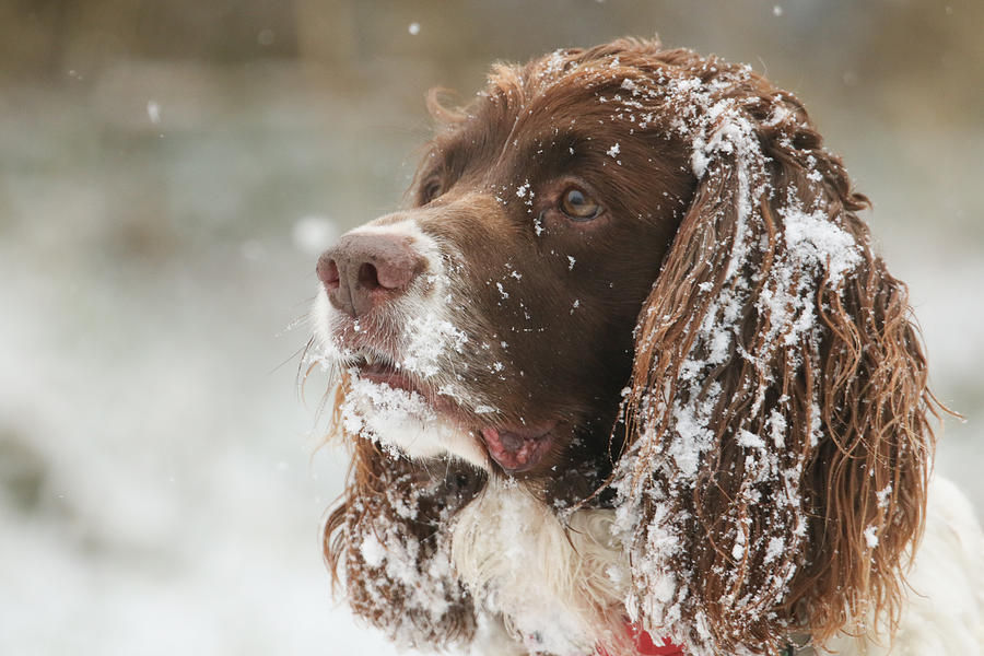A cute head shot of an English Springer Spaniel Dog with snow on his ears and face. Photograph by Sandra Standbridge