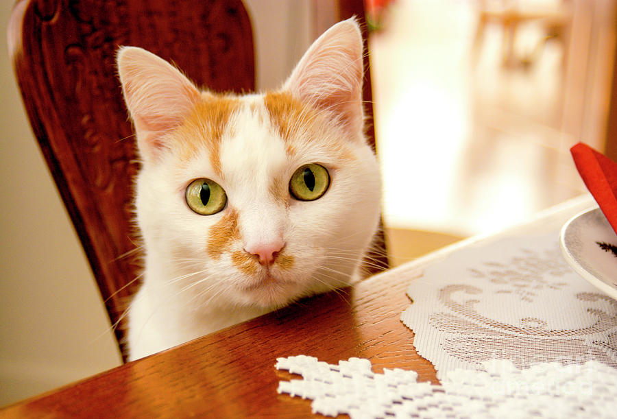 A cute kitty cat at the dinner table looking for food. Photograph by Gunther Allen