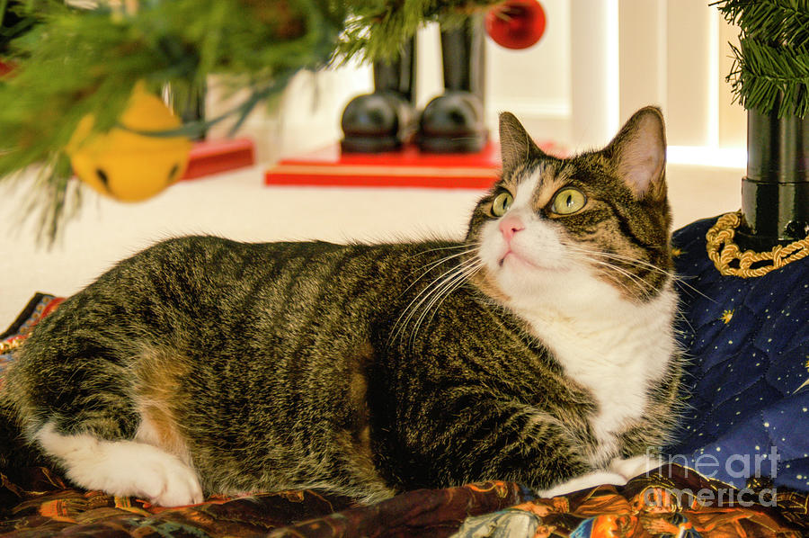 A cute kitty is underneath the Christmas Tree and eyeing the low hanging ornaments in celebration of Photograph by Gunther Allen
