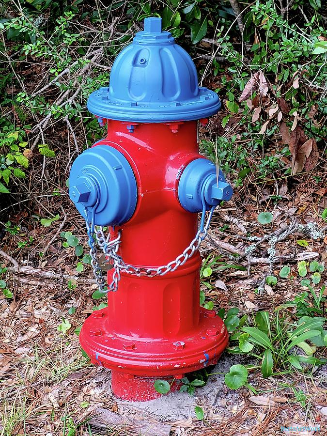 A Cute Little Fire Hydrant Photograph by Roberta Byram - Pixels