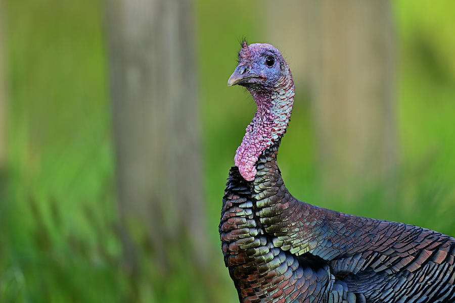 A Cute Turkey Photograph by Amazing Action Photo Video