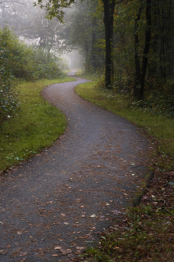 A cycling path through the forest Photograph by Anges Van der Logt