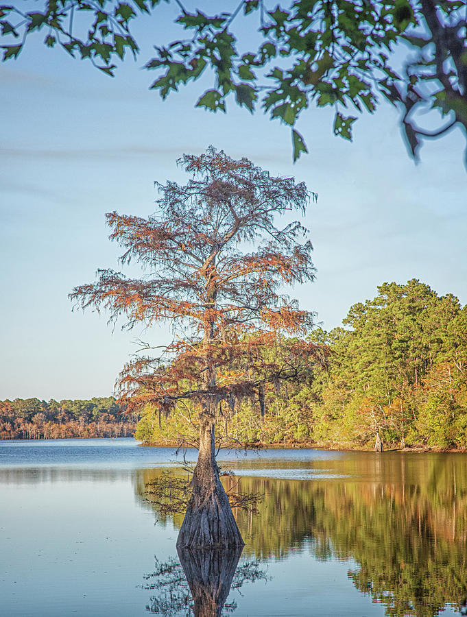 A Cypress Tree in Walkers Mill Pond Photograph by Bob Decker