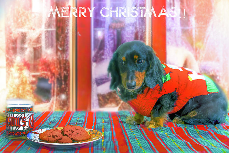 A Dachshund Christmas Greeting Photograph by Mark Andrew Thomas