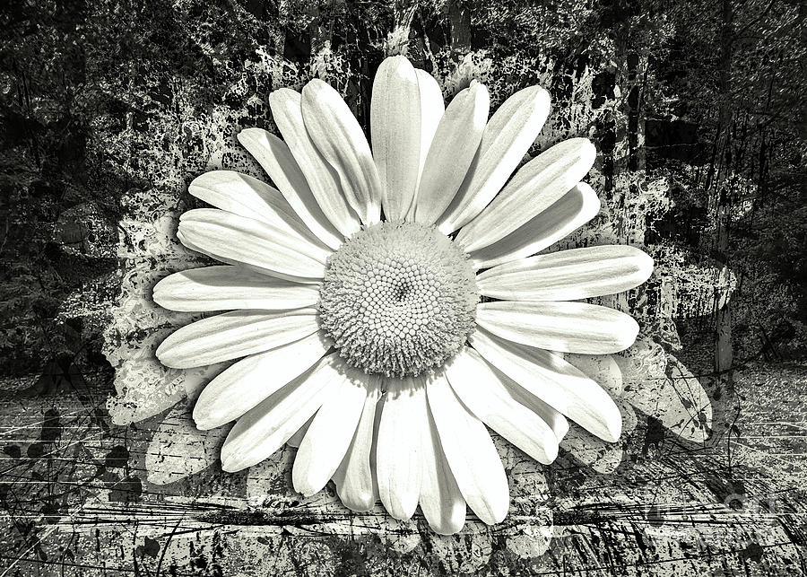 A Daisy - Black And White Digital Art by Anthony Ellis