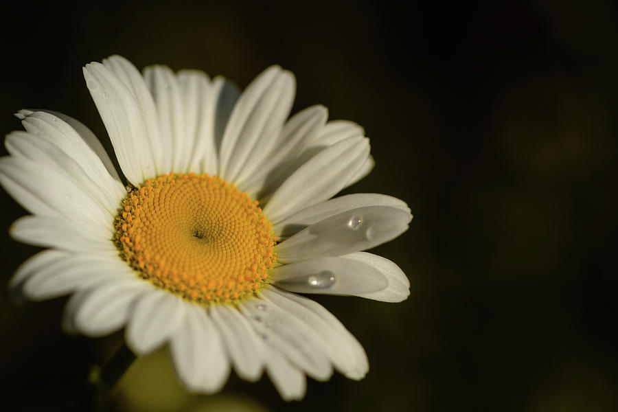 A Daisy Photograph by Joni Eskridge