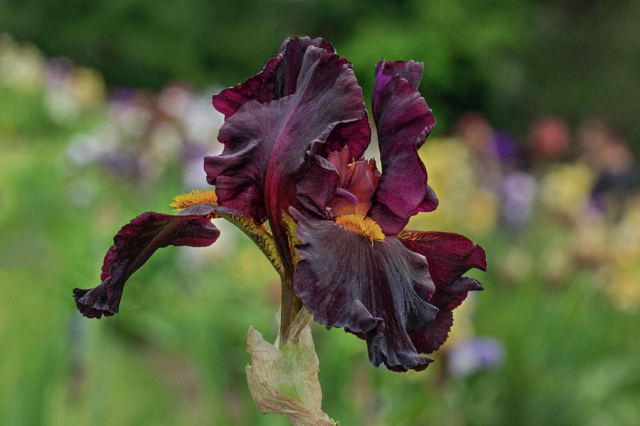 A dark iris in the field. Photograph by Roman Kurywczak