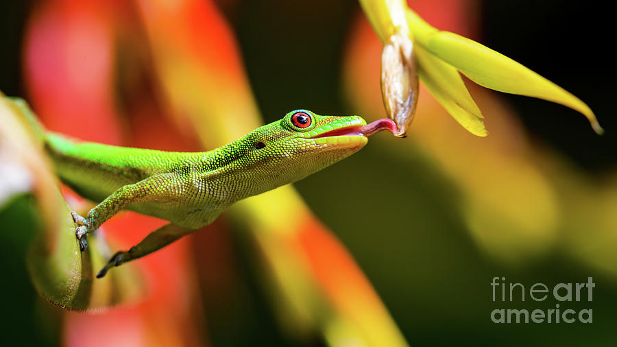 Gecko fruit clearance