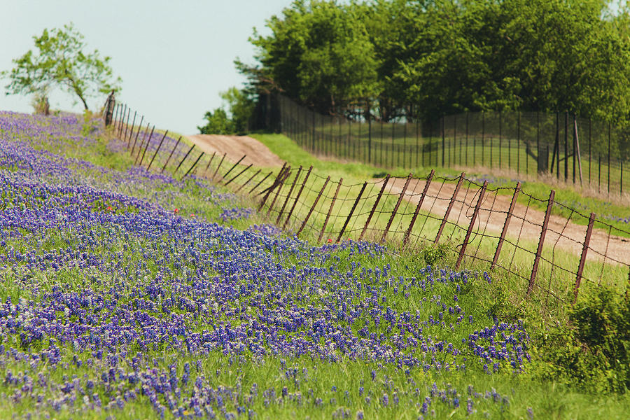 A Day in Bluebonnets Farm Photograph by Iris Greenwell