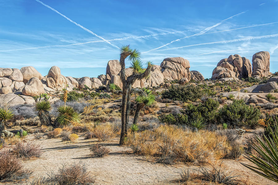 A Day in Joshua Tree Photograph by Alison Frank
