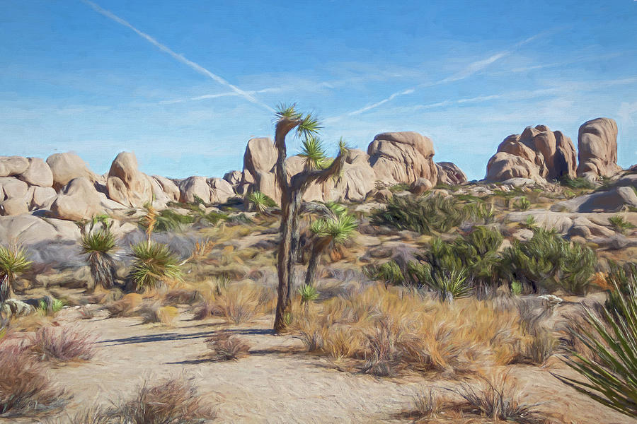 A Day in Joshua Tree DD Mixed Media by Alison Frank