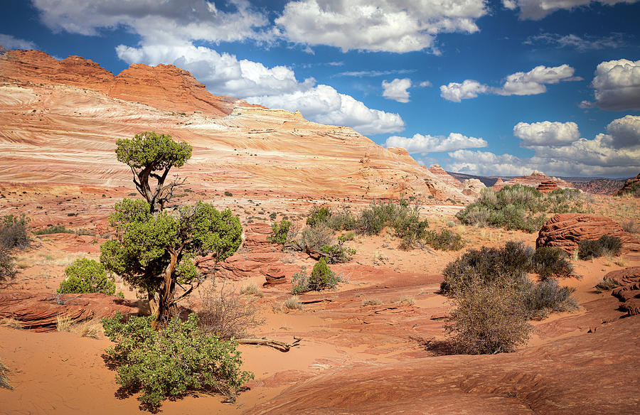 A Day in the Desert Photograph by Gina Gardner - Fine Art America