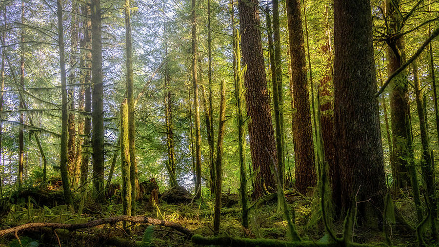 A day in the Forest Photograph by Bill Posner