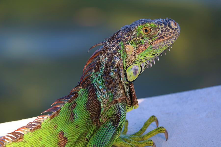 A day in the life of a lazy Florida lizard. Photograph by Anthony ...