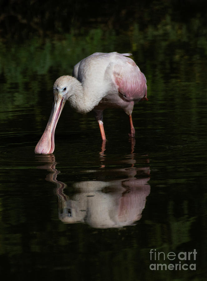 A day spent with a Spoonbill  Photograph by Ruth Jolly