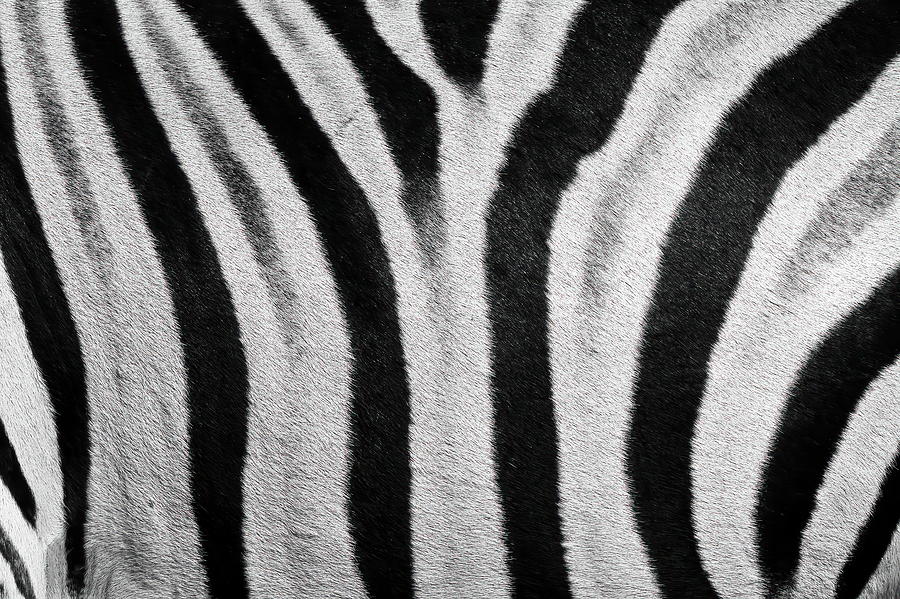 Dazzle of Stripes #2 Photograph by Keith Carey