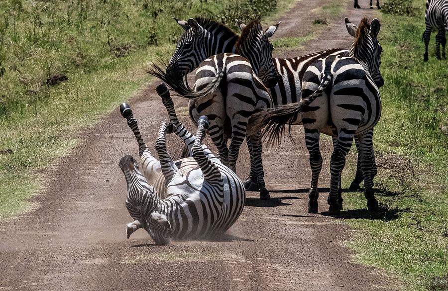 A Dazzle of Zebras Photograph by ROAR AFRICA by ROCKFORD DRAPER