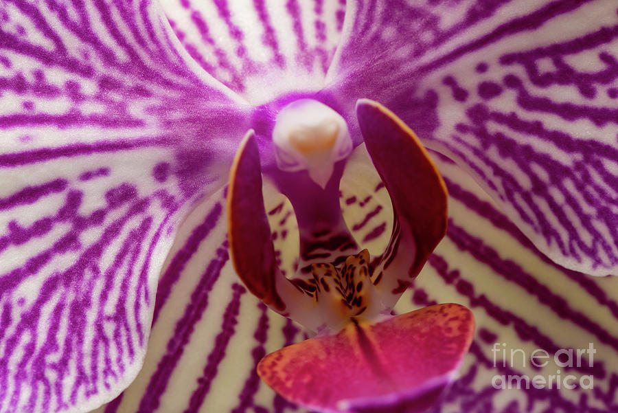 A Dazzling Orchid Photograph by Willie Harper
