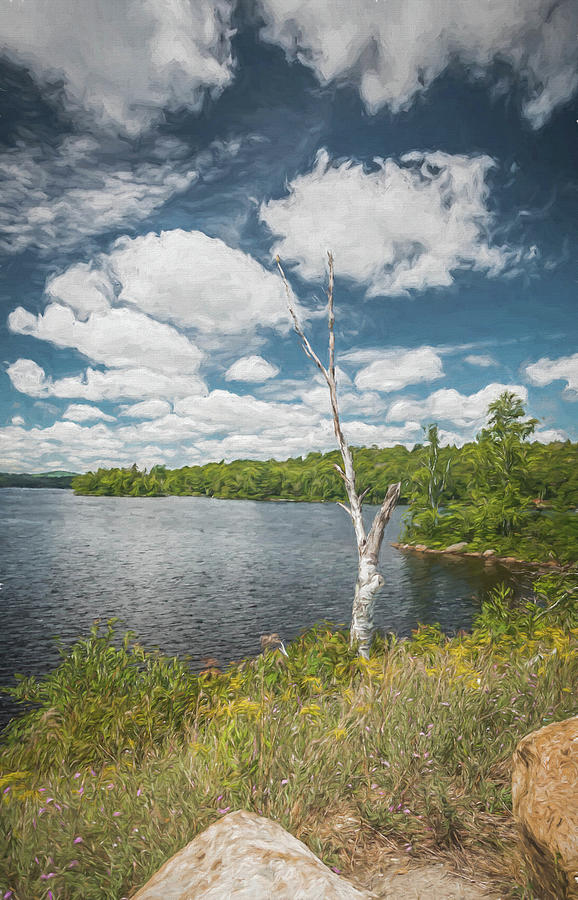 A Dead Birch At Tupper Lake Photograph by Guy Whiteley