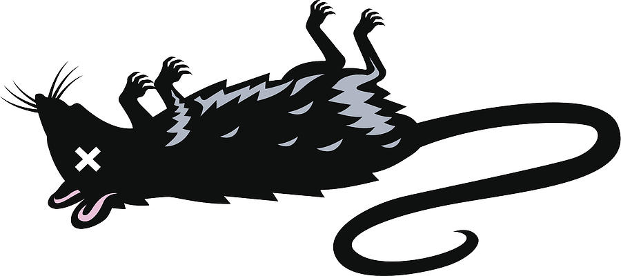 A dead rat Drawing by Ken Jacobsen