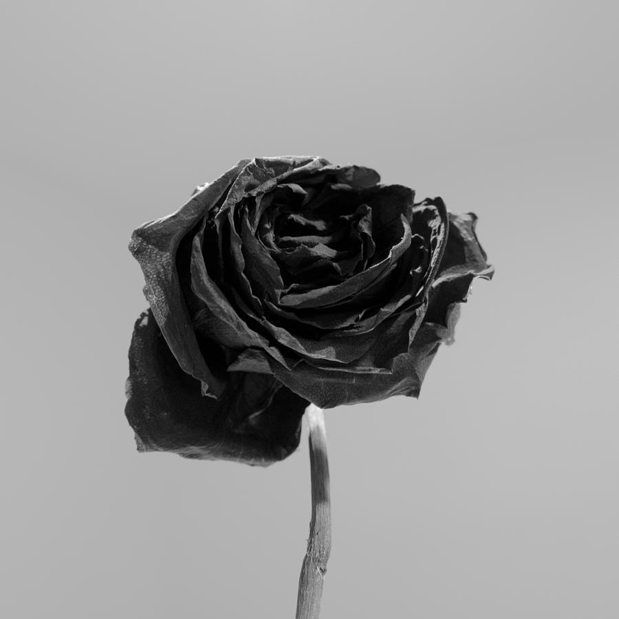 A Dead Rose Photograph by Juan Nunez - Fine Art America