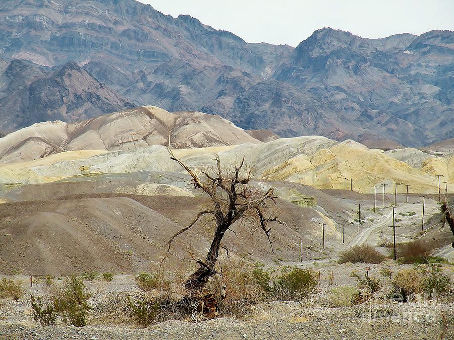 Death Valley National Park Photograph - A Dead Tree in Death Valley by Martha Sherman