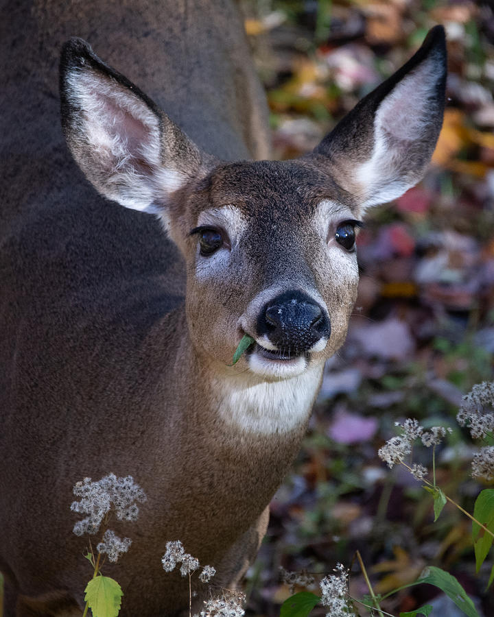 Doe a Dear a Female Deer Photograph by Linda Bonaccorsi