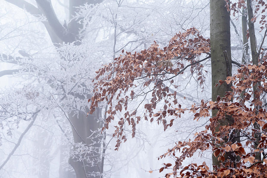 A Deciduous Forest On A Frosty, Foggy Day In Winter Photograph