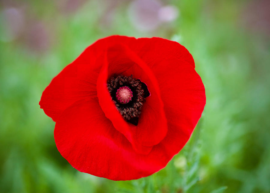 A Deep Red Poppy Photograph by Rachel Morrison