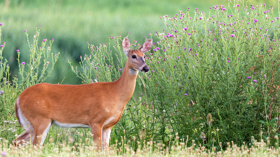 A deer poses for a picture. Photograph by Adam Cimochowski - Fine Art