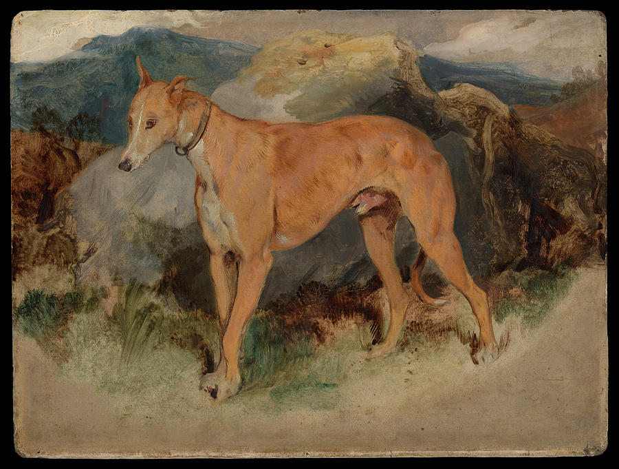 A Deerhound 1826 Sir Edwin Henry Landseer Painting by MotionAge Designs