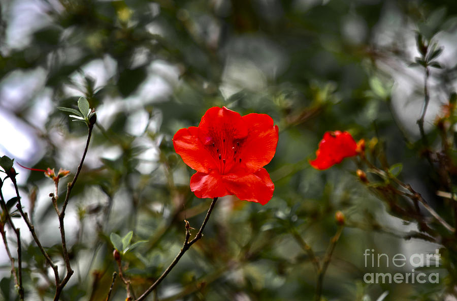 A Delicate Red Flower Photograph by Debra Banks