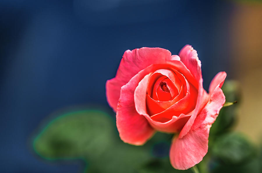 A Delicate Red Rose From My Garden Photograph by Gene Parks