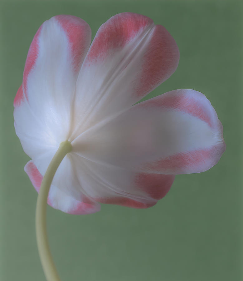 A delicate tulip Photograph by Sylvia Goldkranz