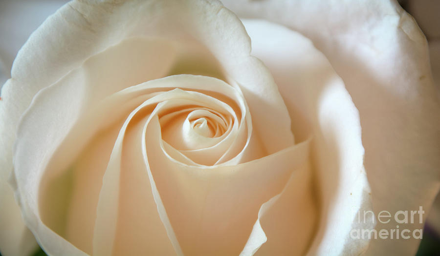 A Delicate White Rose Photograph by Deborah Klubertanz