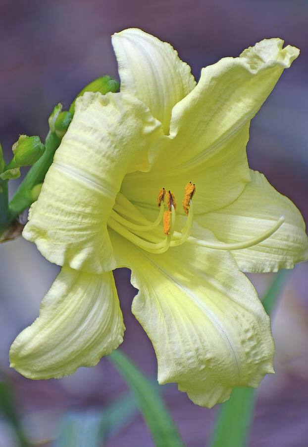 A Delicate Yellow Flower Photograph by Roberta Byram