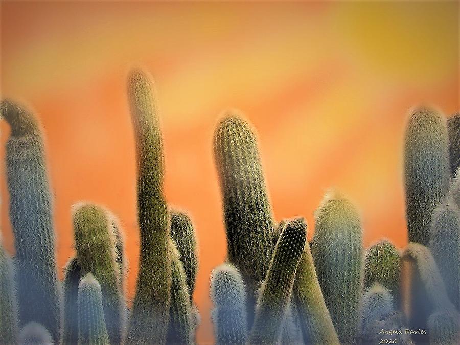 A Desert Gathering Photograph by Angela Davies