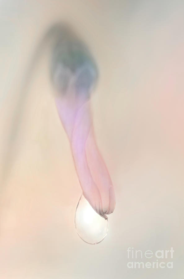 A little beauty with a dew drop in a beak Softness Cyclamen Photograph by Tatiana Bogracheva