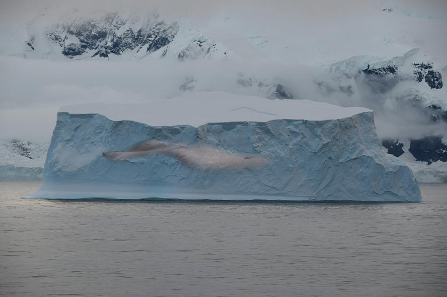 A Different Iceberg Photograph by Clifford Burgess - Fine Art America