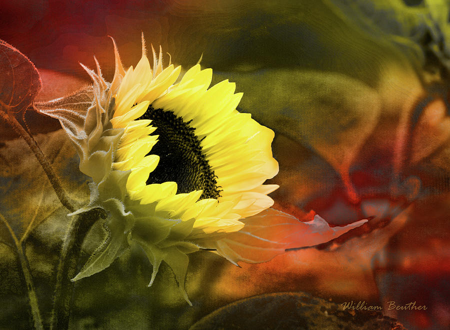 A Different Look, Sunflower Photograph by William Beuther