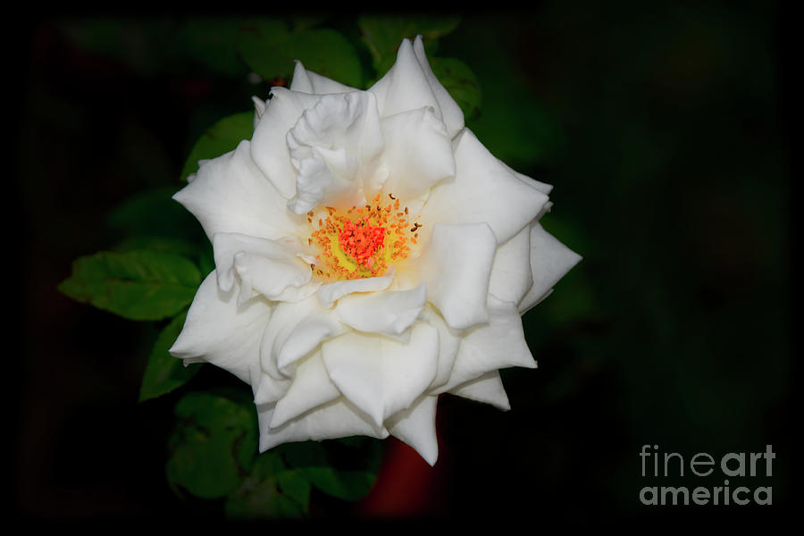 A Different White Rose Photograph by Al Bourassa
