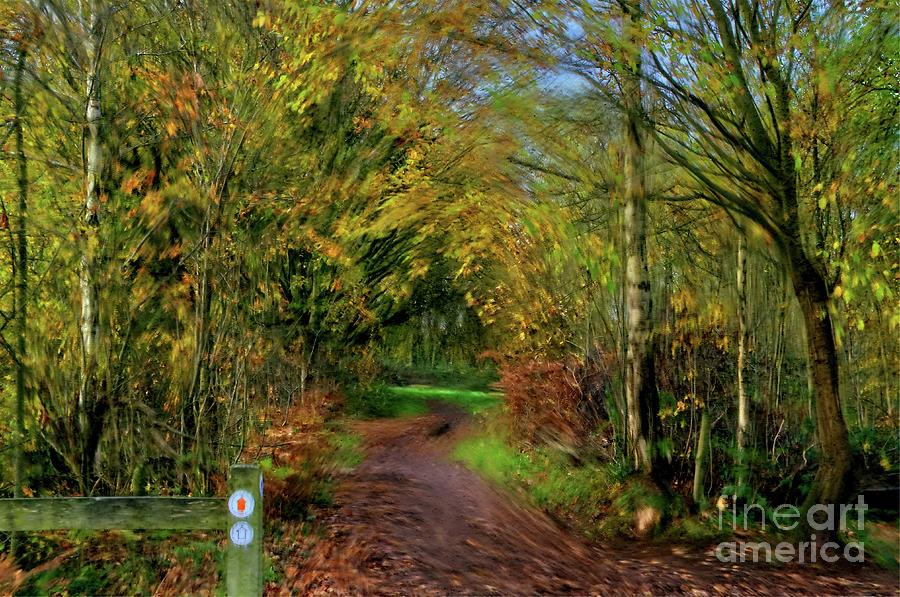 A digital painting of a trail in Alkington Woods Photograph by Pics By Tony