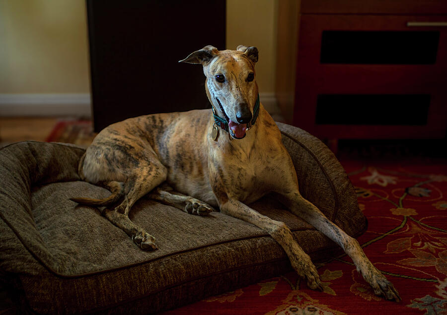 A Distinguished Greyhound Photograph by Craig Brewer
