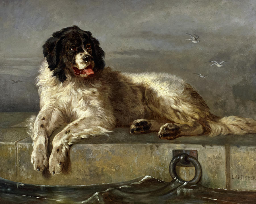 A Distinguished Member Of The Humane Society Newfoundland Dog Painting   A Distinguished Member Of The Humane Society Newfoundland Dog Sir Edwin Landseer 