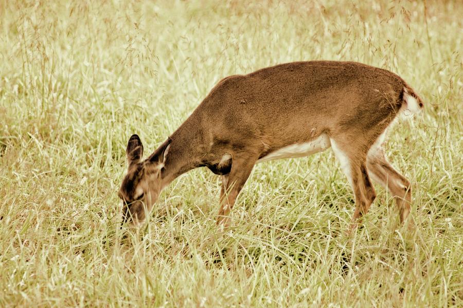Summer Photograph - A Doe A Deer by M Three Photos