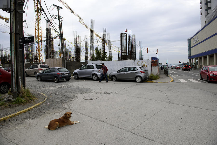 A dog at roadside of city center Puerto Montt, Los Lagos region, Chile Photograph by Feifei Cui-Paoluzzo