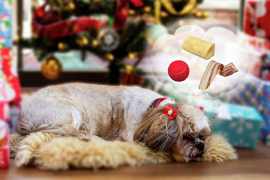 A Dog Dreams of its Favorite Things at Christmas Photograph by Paul Giglia