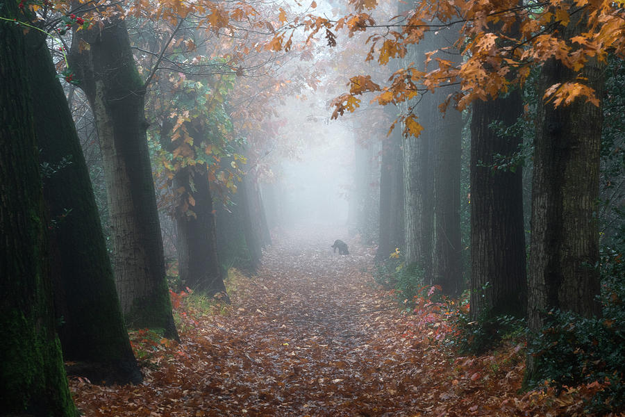 A dog in the forest Photograph by Anges Van der Logt