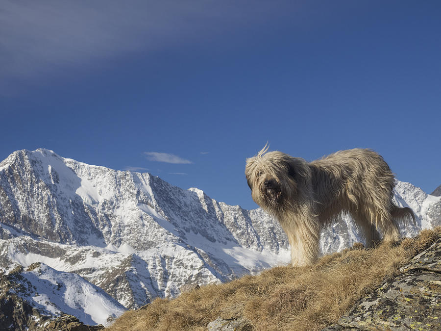 A dog in the mountains Photograph by Buena Vista Images